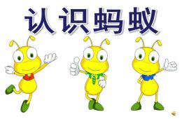 大班科学活动认识蚂蚁PPT课件视频音乐