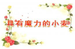 大班语言具有魔力的小麦PPT课件