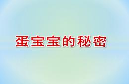 中班科学蛋宝宝的秘密PPT课件