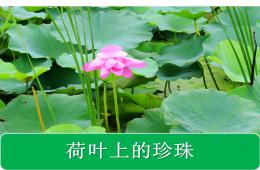大班语言荷叶上的珍珠PPT课件