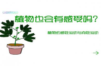 幼儿园科学植物也有感觉吗FLASH课件动画