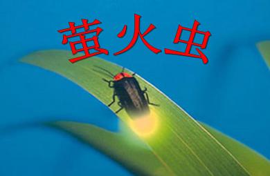 小班手指游戏萤火虫PPT课件