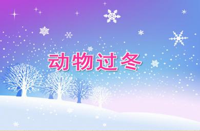 大班科学活动动物过冬PPT课件