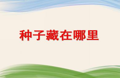 大班科学优质课种子藏在哪里PPT课件