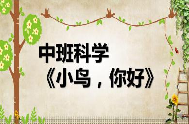 中班科学小鸟，你好PPT课件