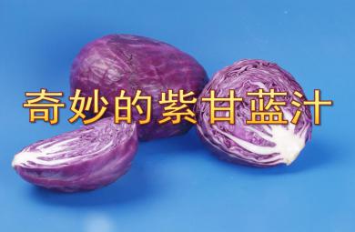 中班科学奇妙的紫甘蓝汁PPT课件