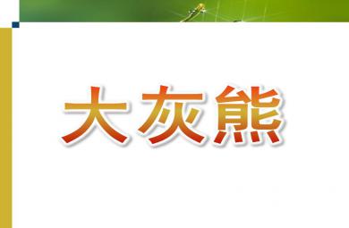 小班音乐大灰熊PPT课件音乐
