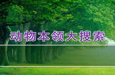 大班科学动物本领大搜索PPT课件教案