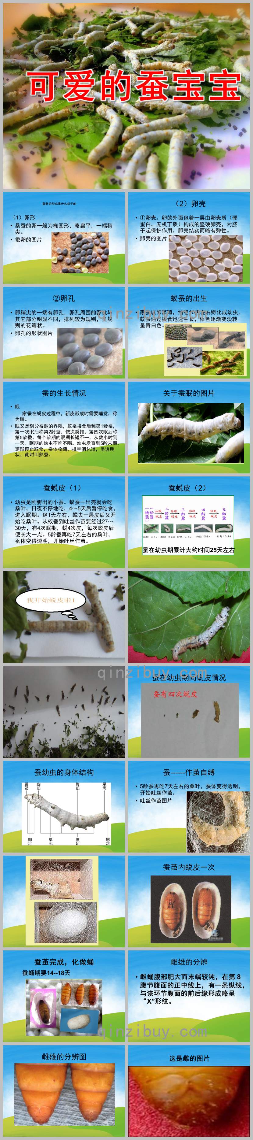 中班科学可爱的蚕宝宝PPT课件教案图片