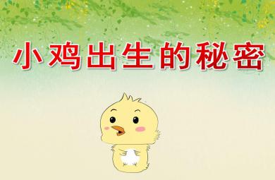 中班科学小鸡出生的秘密PPT课件教案
