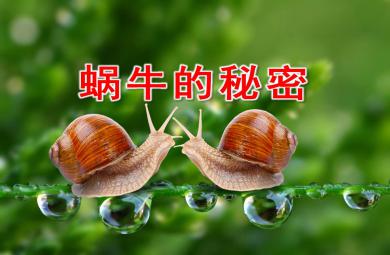 中班科学蜗牛的秘密PPT课件教案
