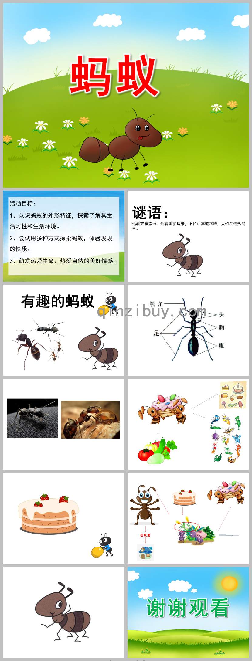 幼儿园蚂蚁PPT课件教案图片