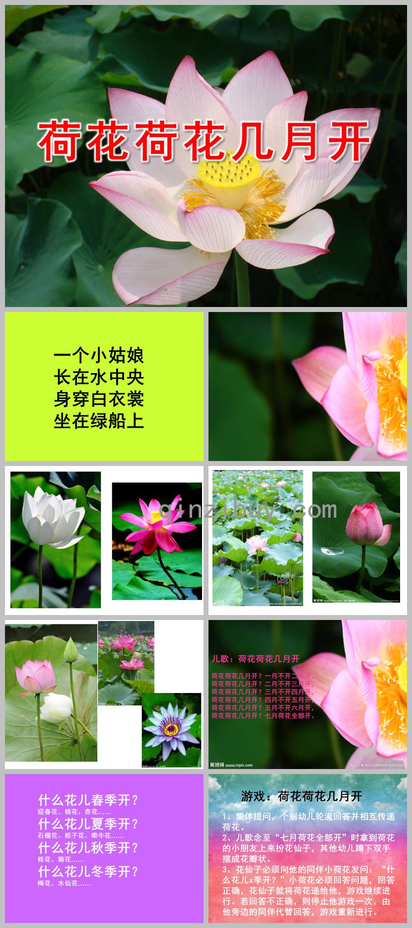 荷花荷花几月开PPT课件教案图片