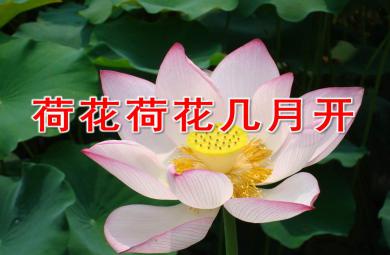 荷花荷花几月开PPT课件教案图片