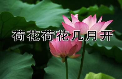 荷花荷花几时开PPT课件教案图片