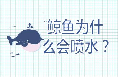 中班科学鲸鱼为什么会喷水PPT课件教案