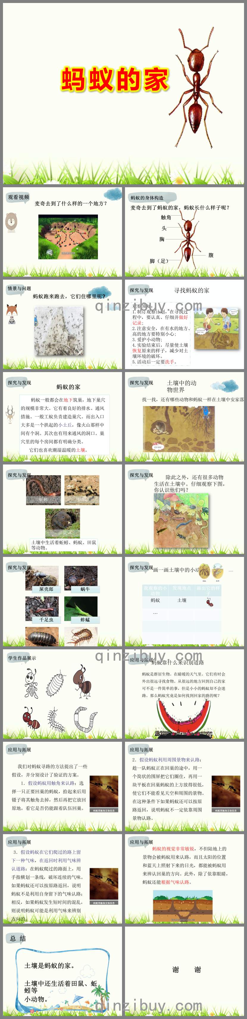 大班科学蚂蚁的家PPT课件教案