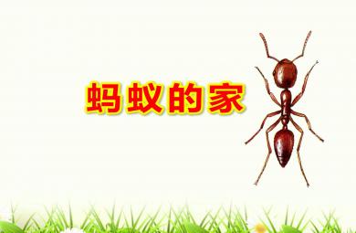 大班科学蚂蚁的家PPT课件教案