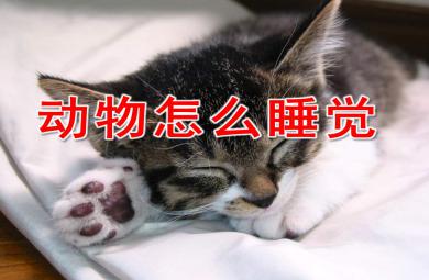 中班科学课件动物怎么睡觉PPT课件教案