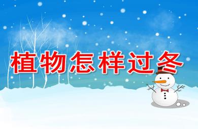 中班科学植物过冬PPT课件教案