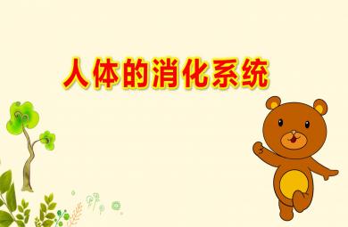 幼儿园人体的消化系统PPT课件教案